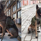 Tactical dog clothes outdoor dog vest