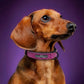 Dog Tag Identity Card Customization