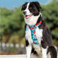 Dog leashes dog chain vest vest straps