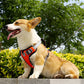 Dog Hand Holding Rope Vest Dog Chest Strap