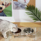 Acrylic Dogs And Cats Pet Feeder Small Cat Dog Feeding Rack