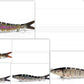 Fishing Lure