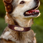 Genuine Leather Cow Leather Engraved Anti Loss Dog Collar