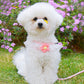 Dog Hand Holding Rope Small Dog Vest