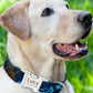 Applicable Dog Collar Name